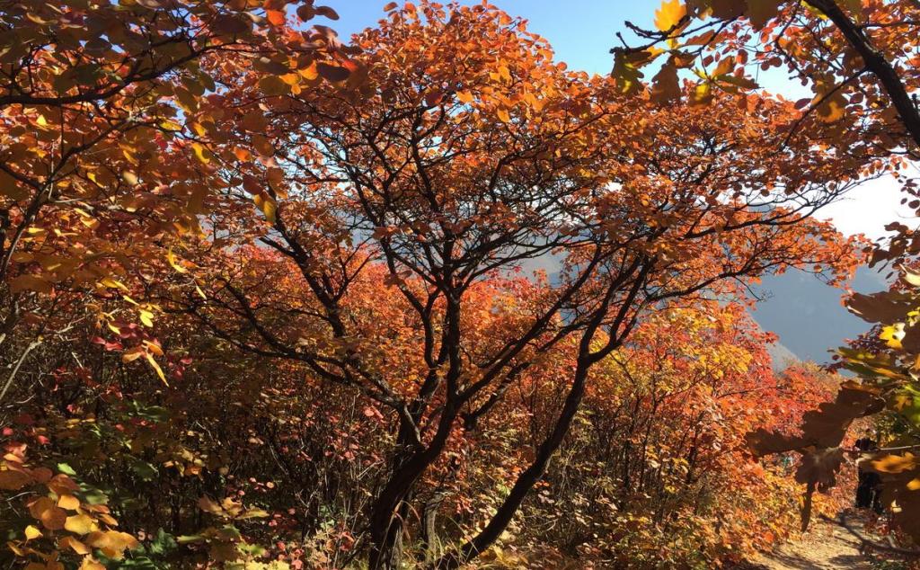 北京出發(fā)自駕坡峰嶺：賞紅幽嵐山、品清真牛頭、紅井秋色醉美斜陽自駕1日游