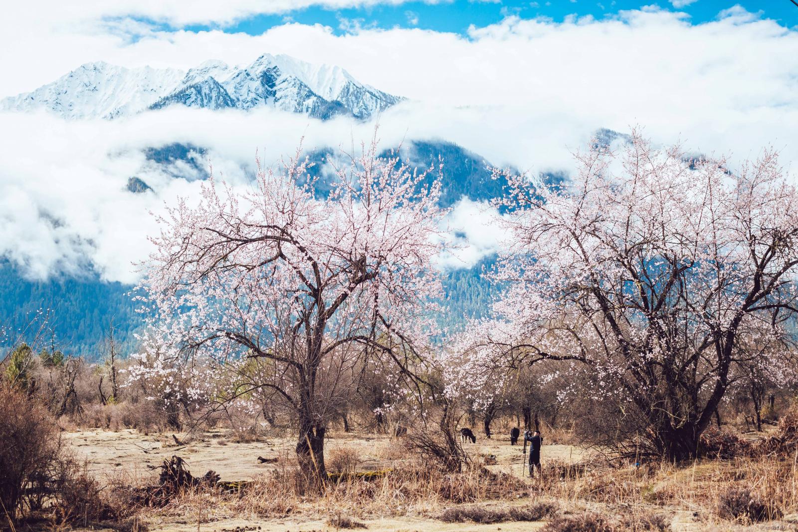 全國(guó)出發(fā)林芝集合5日攝影旅拍：桃花溝-古鄉(xiāng)湖-雅魯藏布江-索松村-嘎隆拉冰川-林芝5日落地自駕高端旅拍