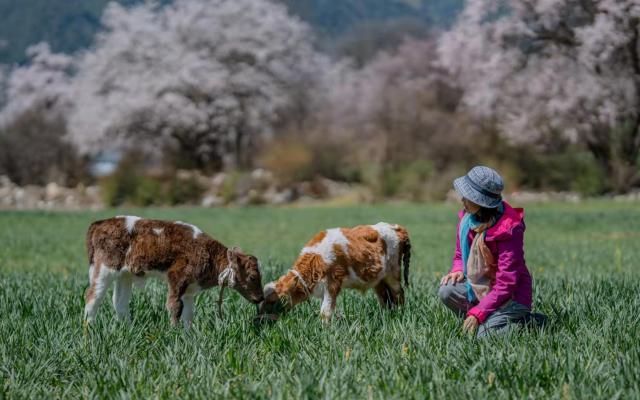 全國出發(fā)林芝桃花8日自駕游：索松村丨秘境墨脫丨嘎隆拉冰川丨波密桃花溝丨拉薩8日落地自駕游