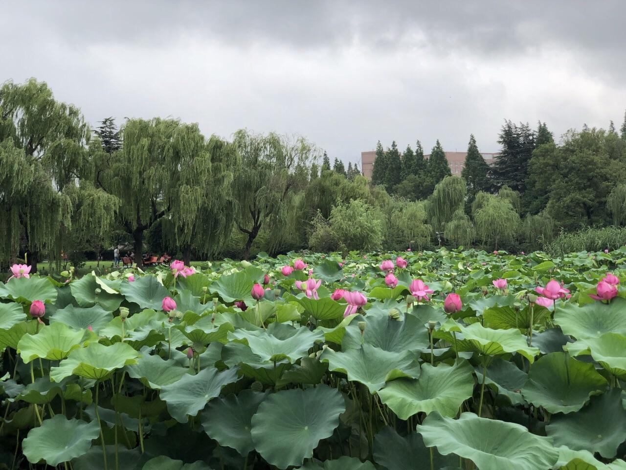 揚州荷花池公園