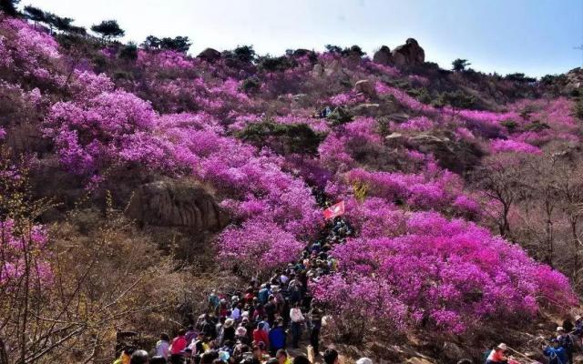 濟(jì)南出發(fā)青島2日自駕游：西海岸大珠山-唐島灣賞花休閑2日山東周末自駕游