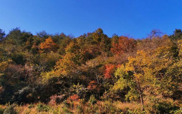 合肥周邊自駕2日游：賞大別山紅葉-天妙公路-天峽-享天悅灣溫泉鷂落坪岳西二日游